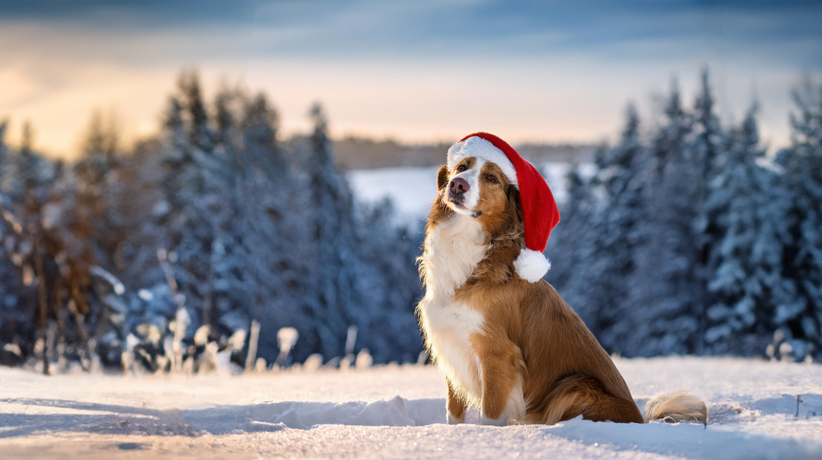Weihnachten Mit Hund Urlaub