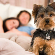 HOTELBOX Urlaub mit Hund - HOTELBOX
