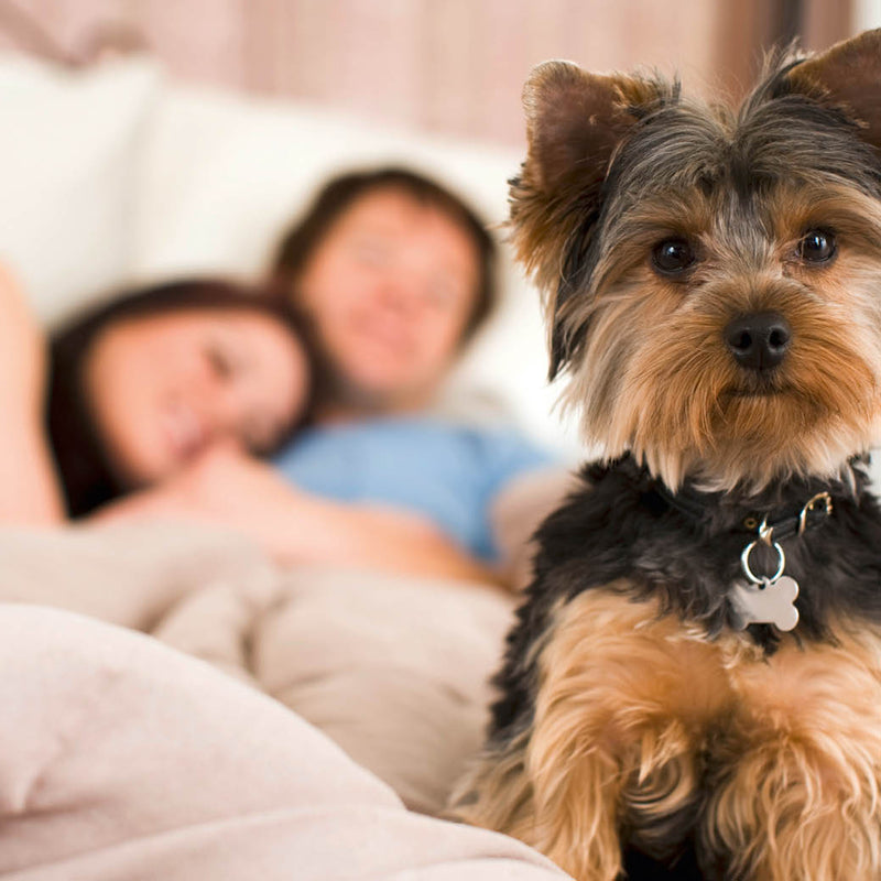 HOTELBOX Urlaub mit Hund - HOTELBOX